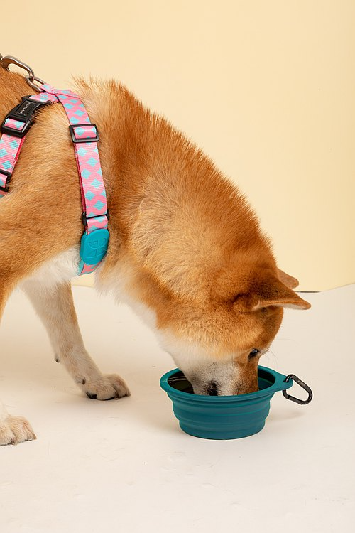 Collapsible Pet Bowl